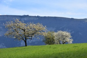 Au pied du Salève (Haute-Savoie)   